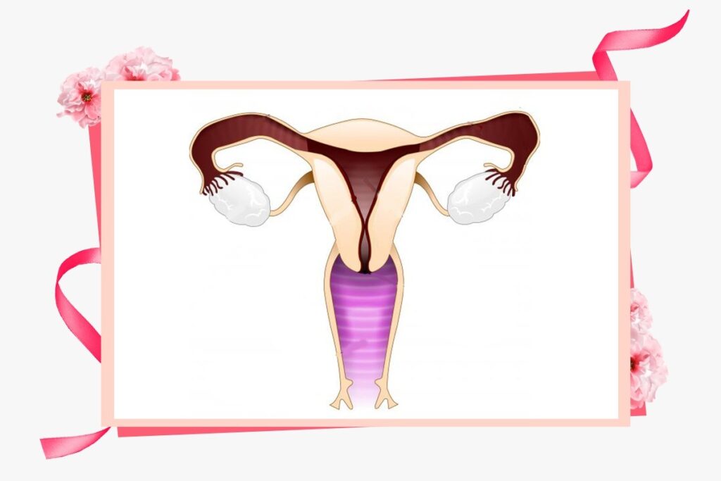 5 Facts about vagina